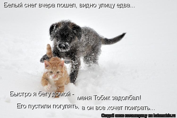 Белый снег вчера пошел, видно улицу едва... Быстро я бегу домой - меня Тобик задолбал! Его пустили по... Котоматрица: Белый снег вчера пошел, видно улицу едва... Быстро я бегу домой - меня Тобик задолбал! Его пустили погулять, а он все хочет поиграть...