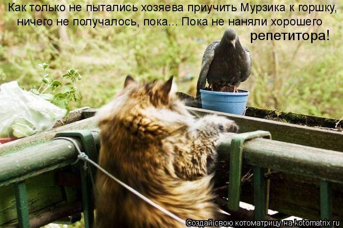 Котоматрица: Как только не пытались хозяева приучить Мурзика к горшку, ничего не получалось, пока... Пока не наняли хорошего репетитора!