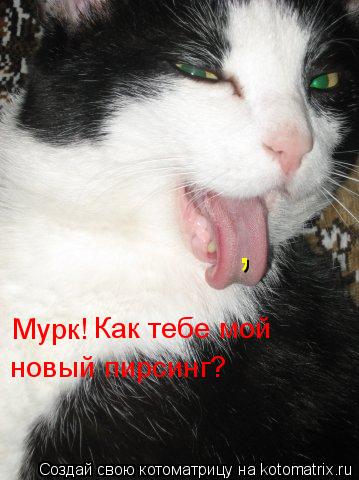 , Мурк! Как тебе мой новый пирсинг?... Котоматрица: , Мурк! Как тебе мой новый пирсинг?