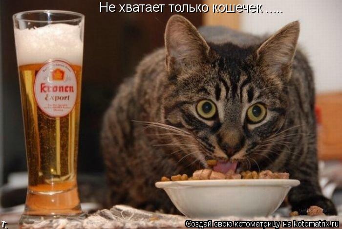 Не хватает только кошечек ........ Котоматрица: Не хватает только кошечек .....