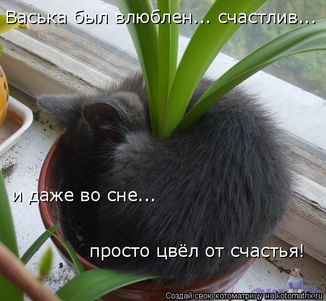 Васька был влюблен... счастлив... и даже во сне... просто цвёл от счастья!... Котоматрица: Васька был влюблен... счастлив... и даже во сне... просто цвёл от счастья!