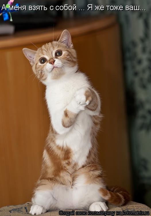 А меня взять с собой ... Я же тоже ваш...... Котоматрица: А меня взять с собой ... Я же тоже ваш...
