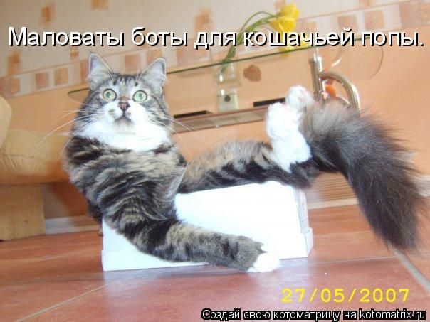 Маловаты боты для кошачьей попы.... Котоматрица: Маловаты боты для кошачьей попы.