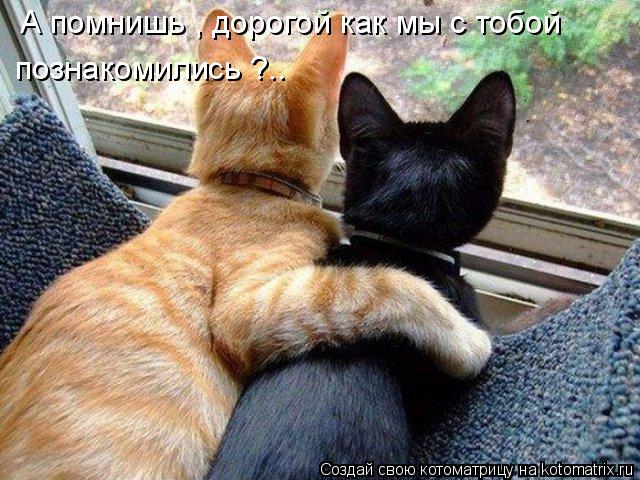 А помнишь , дорогой как мы с тобой познакомились ?..... Котоматрица: А помнишь , дорогой как мы с тобой познакомились ?..