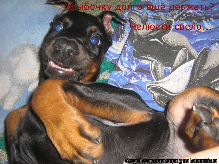 Улыбочку долго ещё держать? Челюсти свело...... Котоматрица: Улыбочку долго ещё держать? Челюсти свело...