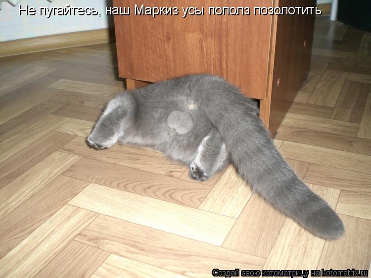 Не пугайтесь, наш Маркиз усы пополз позолотить... Котоматрица: Не пугайтесь, наш Маркиз усы пополз позолотить