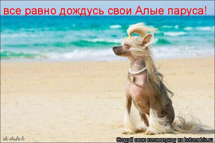 все равно дождусь свои Алые паруса!... Котоматрица: все равно дождусь свои Алые паруса!