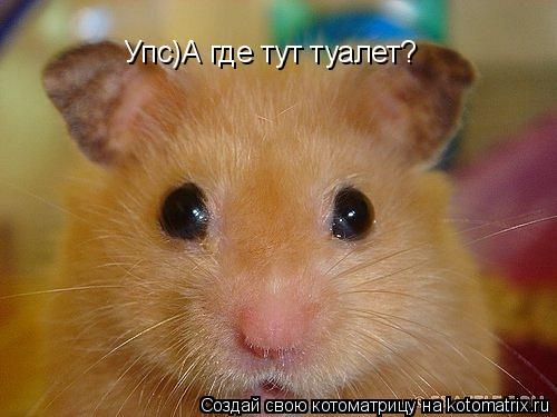 Упс)А где тут туалет?... Котоматрица: Упс)А где тут туалет?
