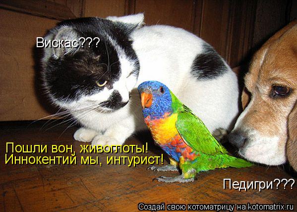 Вискас??? Педигри??? Пошли вон, живоглоты! Иннокентий мы, интурист!... Котоматрица: Вискас??? Педигри??? Пошли вон, живоглоты! Иннокентий мы, интурист!