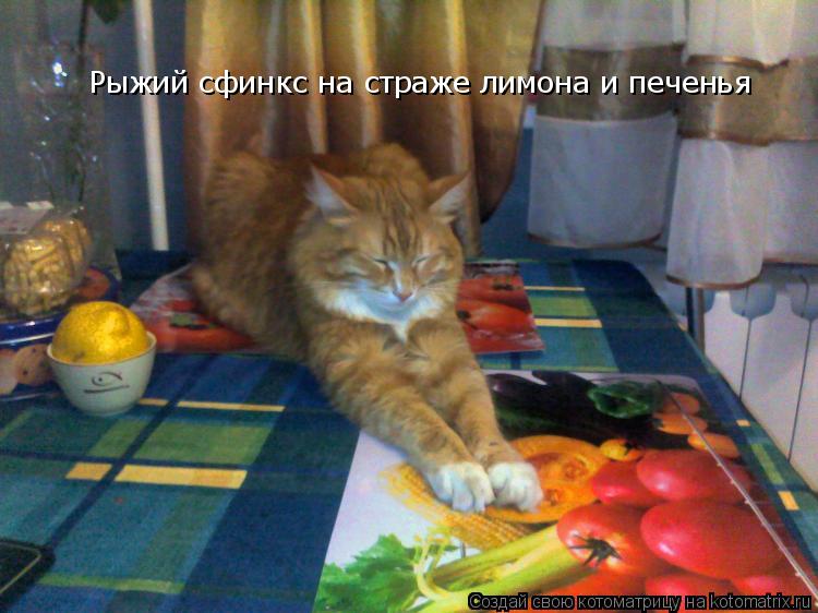 Рыжий сфинкс на страже лимона и печенья... Котоматрица: Рыжий сфинкс на страже лимона и печенья