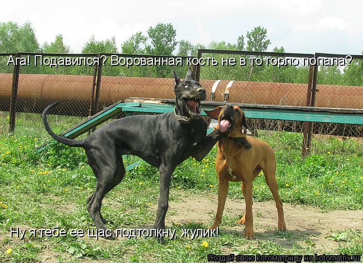 Ага! Подавился? Ворованная кость не в то горло попала? Ну я тебе ее щас подтолкну, жулик!... Котоматрица: Ага! Подавился? Ворованная кость не в то горло попала? Ну я тебе ее щас подтолкну, жулик!