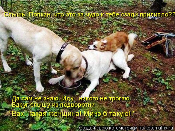 Слышь, Полкан, что это за чудо к тебе сзади прилипло?? Да сам не знаю. Иду , никого не трогаю Вдруг с... Котоматрица: Слышь, Полкан, что это за чудо к тебе сзади прилипло?? Да сам не знаю. Иду , никого не трогаю Вдруг слышу из подворотни "Вах, какая женщина! Минэ