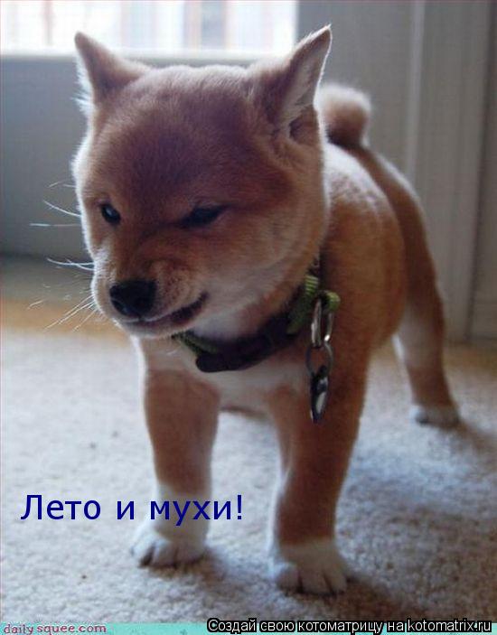 Лето и мухи!... Котоматрица: Лето и мухи!