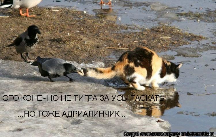 ЭТО КОНЕЧНО НЕ ТИГРА ЗА УСЫ ТАСКАТЬ ...НО ТОЖЕ АДРИАЛИНЧИК...... Котоматрица: ЭТО КОНЕЧНО НЕ ТИГРА ЗА УСЫ ТАСКАТЬ ...НО ТОЖЕ АДРИАЛИНЧИК...
