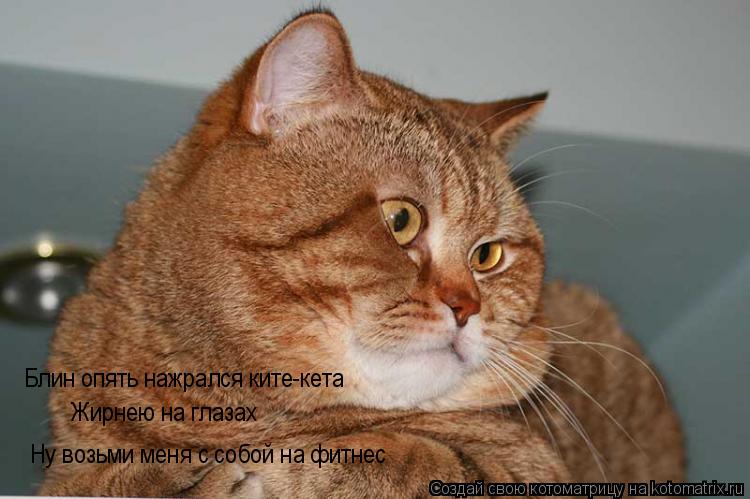 Блин опять нажрался ките-кета Жирнею на глазах Ну возьми меня с собой на фитнес... Котоматрица: Блин опять нажрался ките-кета Жирнею на глазах Ну возьми меня с собой на фитнес