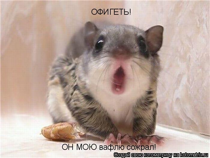 ОФИГЕТЬ! ОН МОЮ вафлю сожрал!... Котоматрица: ОФИГЕТЬ! ОН МОЮ вафлю сожрал!