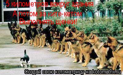 5 километров вокруг здания А потом за ките-кетом Выполнять щенки!... Котоматрица: 5 километров вокруг здания А потом за ките-кетом Выполнять щенки!
