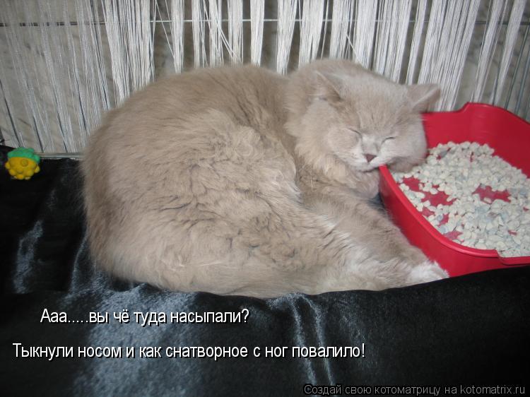 Ааа.....вы чё туда насыпали? Тыкнули носом и как снатворное с ног повалило!... Котоматрица: Ааа.....вы чё туда насыпали? Тыкнули носом и как снатворное с ног повалило!
