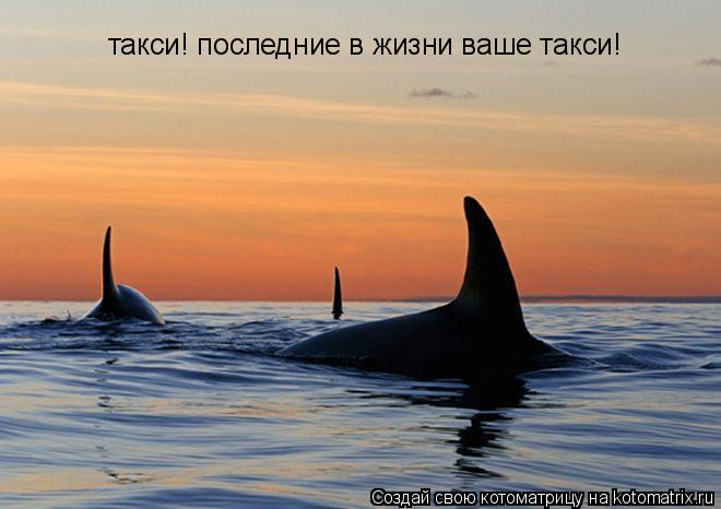такси! последние в жизни ваше такси!... Котоматрица: такси! последние в жизни ваше такси!
