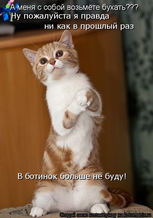 А меня с собой возьмёте бухать??? Ну пожалуйста я правда ни как в прошлый раз В ботинок больше не бу... Котоматрица: А меня с собой возьмёте бухать??? Ну пожалуйста я правда ни как в прошлый раз В ботинок больше не буду!