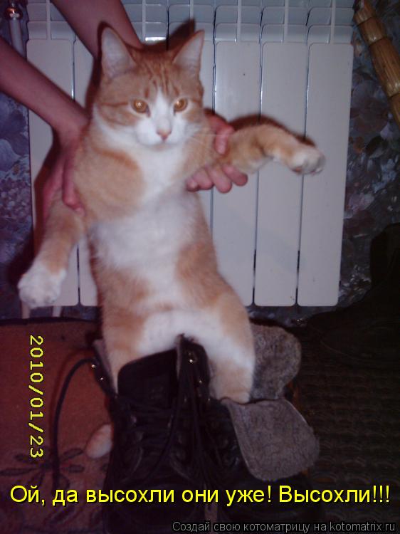 Ой, да высохли они уже! Высохли!!!... Котоматрица: Ой, да высохли они уже! Высохли!!!