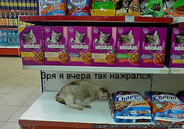 Зря я вчера так нажрался... Котоматрица: Зря я вчера так нажрался