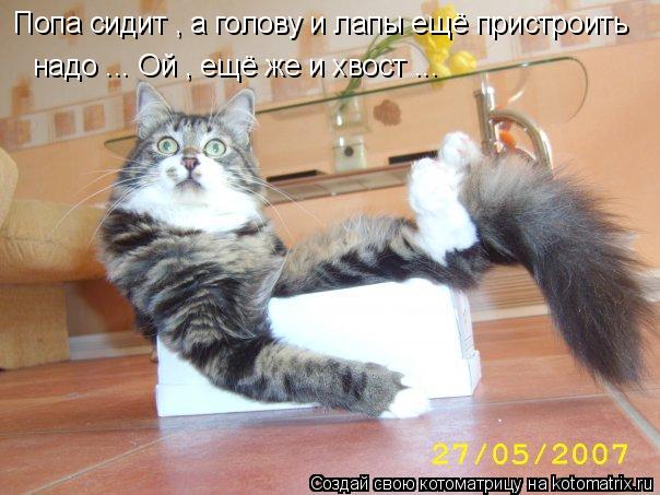 Попа сидит , а голову и лапы ещё пристроить надо ... Ой , ещё же и хвост ...... Котоматрица: Попа сидит , а голову и лапы ещё пристроить надо ... Ой , ещё же и хвост ...