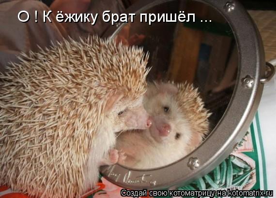 О ! К ёжику брат пришёл ...... Котоматрица: О ! К ёжику брат пришёл ...