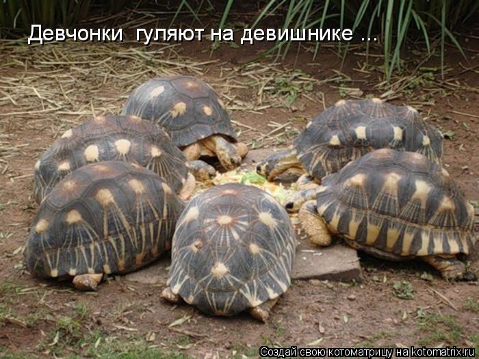 Девчонки гуляют на девишнике ...... Котоматрица: Девчонки гуляют на девишнике ...