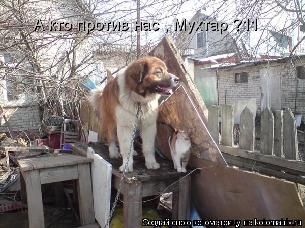 А кто против нас , Мухтар ?11... Котоматрица: А кто против нас , Мухтар ?11