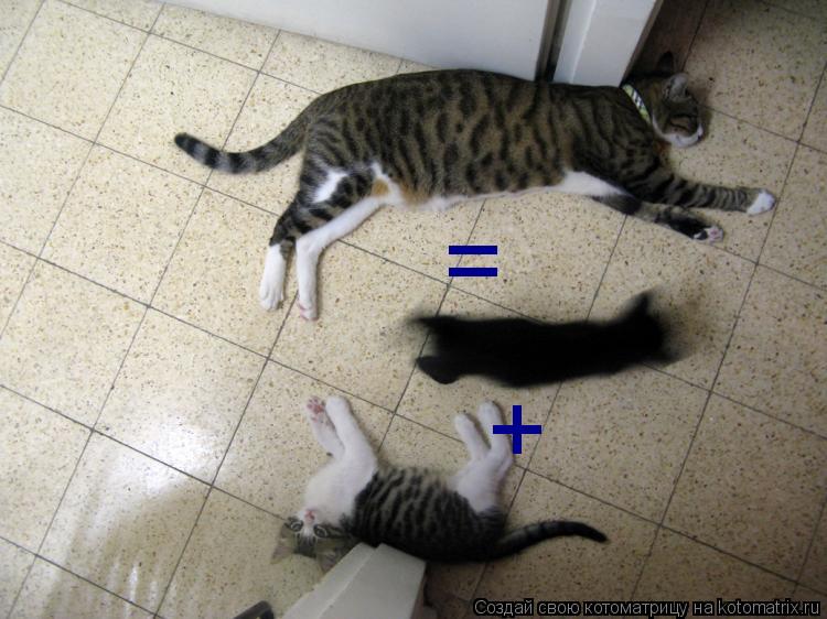 = +... Котоматрица: = +