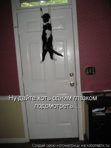 Ну дайте хоть одним глазком подсмотреть........ Котоматрица: Ну дайте хоть одним глазком подсмотреть.....