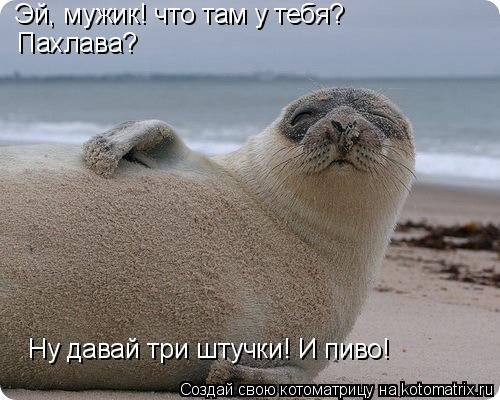 Эй, мужик! что там у тебя? Пахлава? Ну давай три штучки! И пиво!... Котоматрица: Эй, мужик! что там у тебя? Пахлава? Ну давай три штучки! И пиво!