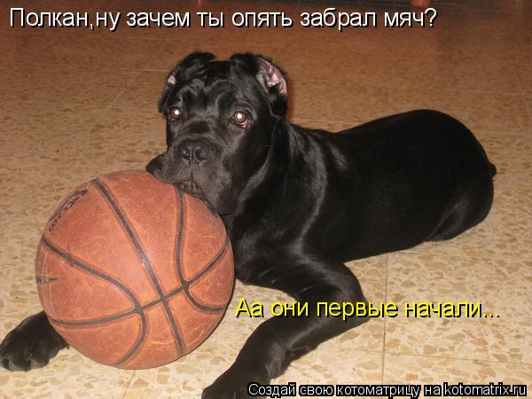 Полкан,ну зачем ты опять забрал мяч? Аа они первые начали...... Котоматрица: Полкан,ну зачем ты опять забрал мяч? Аа они первые начали...