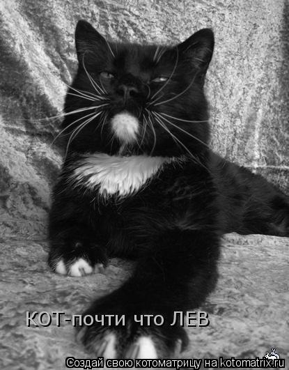 КОТ-почти что ЛЕВ... Котоматрица: КОТ-почти что ЛЕВ