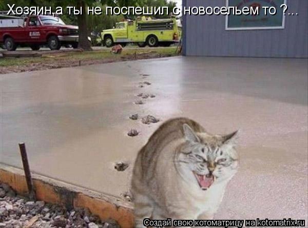 Хозяин,а ты не поспешил с новосельем то ?...... Котоматрица: Хозяин,а ты не поспешил с новосельем то ?...