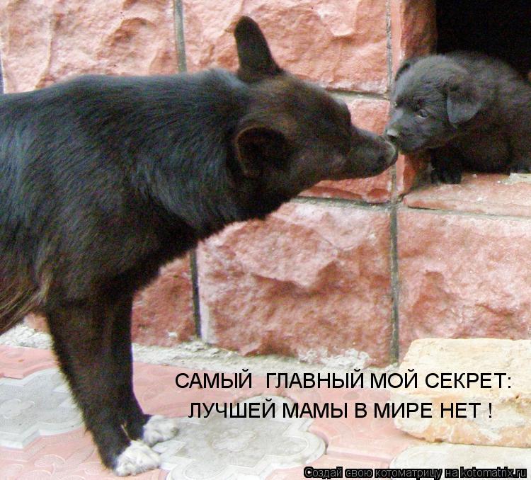 САМЫЙ ГЛАВНЫЙ МОЙ СЕКРЕТ: ЛУЧШЕЙ МАМЫ В МИРЕ НЕТ !... Котоматрица: САМЫЙ ГЛАВНЫЙ МОЙ СЕКРЕТ: ЛУЧШЕЙ МАМЫ В МИРЕ НЕТ !