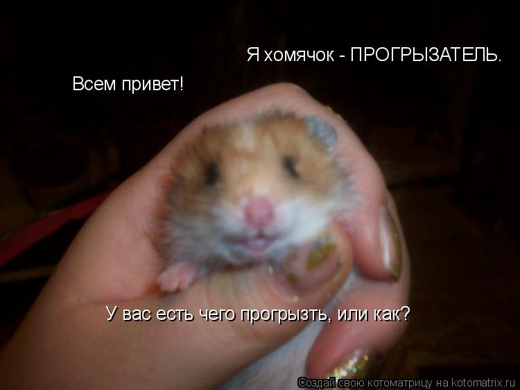 Всем привет! Я хомячок - ПРОГРЫЗАТЕЛЬ. У вас есть чего прогрызть, или как?... Котоматрица: Всем привет! Я хомячок - ПРОГРЫЗАТЕЛЬ. У вас есть чего прогрызть, или как?