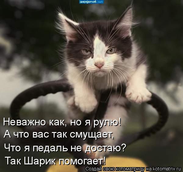 Неважно как, но я рулю! Что я педаль не достаю? А что вас так смущает, Так Шарик помогает!... Котоматрица: Неважно как, но я рулю! Что я педаль не достаю? А что вас так смущает, Так Шарик помогает!