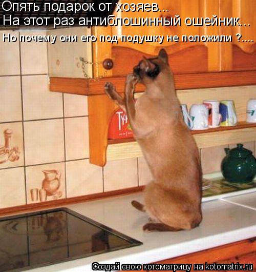 Опять подарок от хозяев... На этот раз антиблошинный ошейник... Но почему они его под подушку не пол... Котоматрица: Опять подарок от хозяев... На этот раз антиблошинный ошейник... Но почему они его под подушку не положили ?....