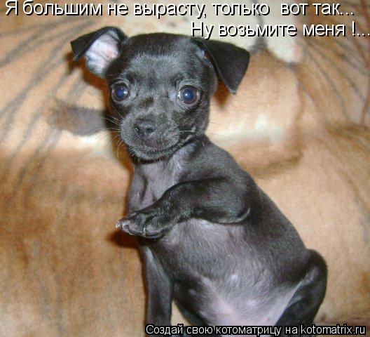 Я большим не вырасту, только вот так... Ну возьмите меня !...... Котоматрица: Я большим не вырасту, только вот так... Ну возьмите меня !...