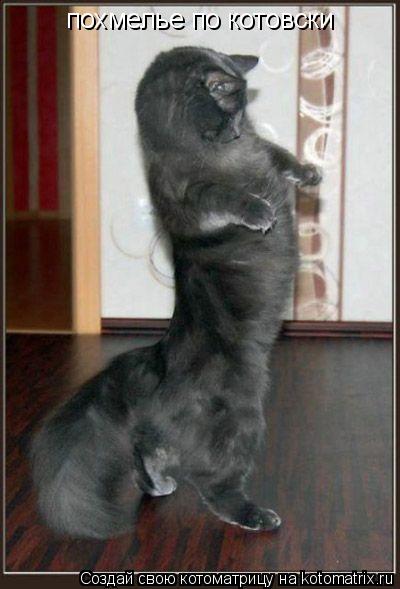 похмелье по котовски... Котоматрица: похмелье по котовски