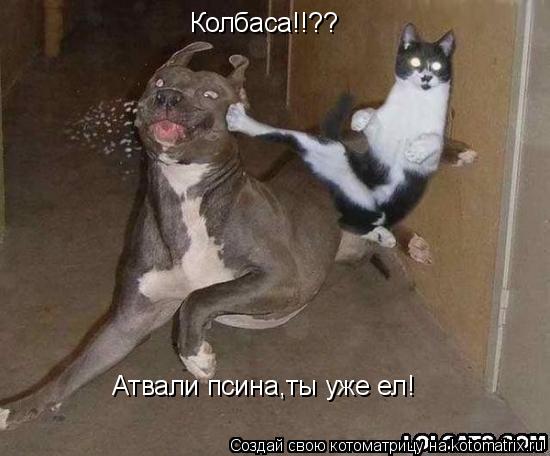 Колбаса!!?? Атвали псина,ты уже ел!... Котоматрица: Колбаса!!?? Атвали псина,ты уже ел!