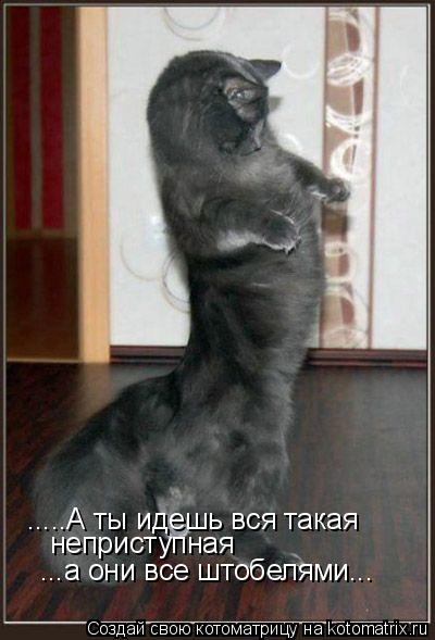 .....А ты идешь вся такая неприступная ...а они все штобелями...... Котоматрица: .....А ты идешь вся такая неприступная ...а они все штобелями...
