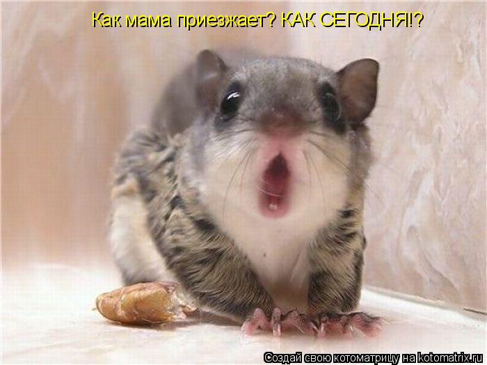 Как мама приезжает? КАК СЕГОДНЯ!?... Котоматрица: Как мама приезжает? КАК СЕГОДНЯ!?