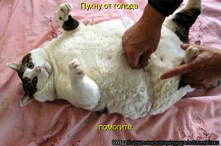 Пухну от голода помогите... помогите...... Котоматрица: Пухну от голода помогите... помогите...