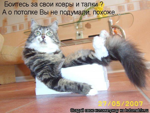 Боитесь за свои ковры и тапки ? А о потолке Вы не подумали, похоже...... Котоматрица: Боитесь за свои ковры и тапки ? А о потолке Вы не подумали, похоже...