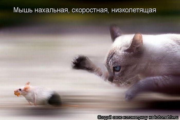 Мышь нахальная, скоростная, низколетящая... Котоматрица: Мышь нахальная, скоростная, низколетящая