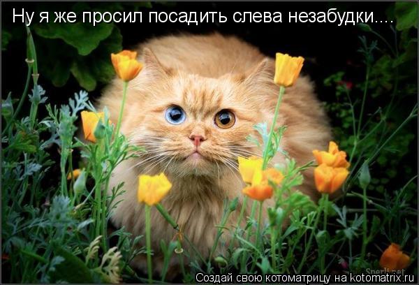 Котоматрица: Ну я же просил посадить слева незабудки....