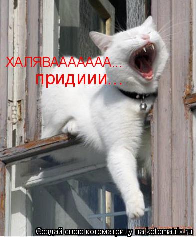 ХАЛЯВААААААА... придиии...... Котоматрица: ХАЛЯВААААААА... придиии...